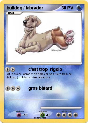Pokemon bulldog / labrador