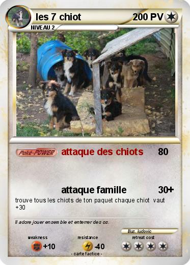 Pokemon les 7 chiot