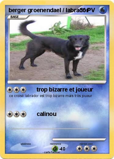 Pokemon berger groenendael / labrador