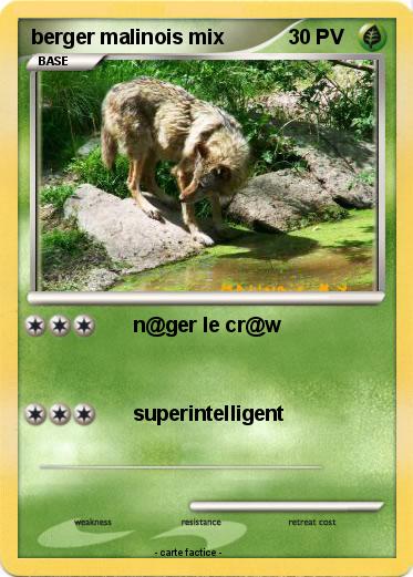 Pokemon berger malinois mix