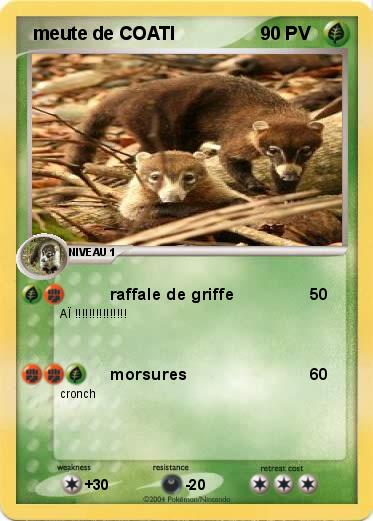 Pokemon  meute de COATI