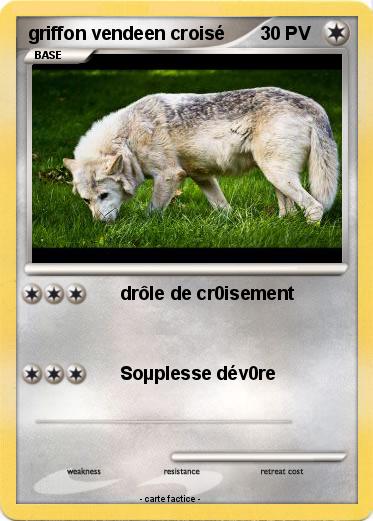 Pokemon griffon vendeen croisé