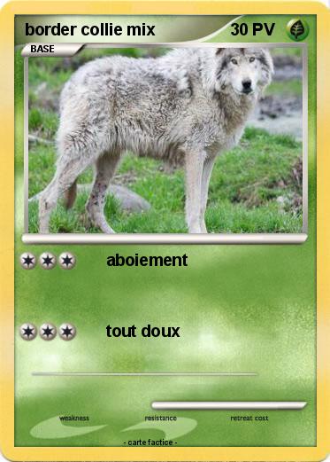 Pokemon border collie mix