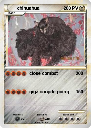 Pokemon chihuahua