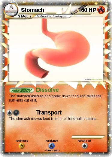 Pokemon Stomach