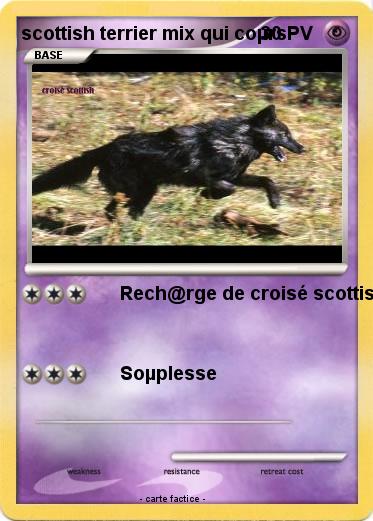 Pokemon scottish terrier mix qui coµrs