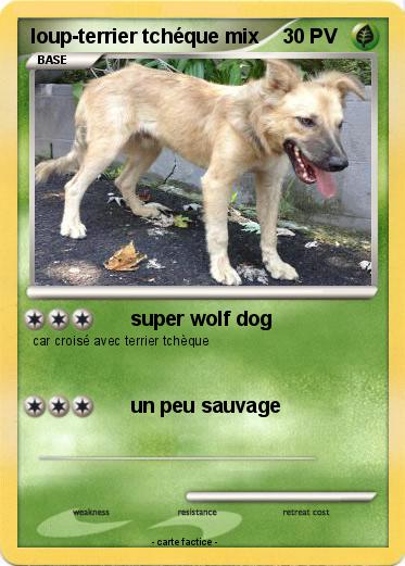 Pokemon loup-terrier tchéque mix