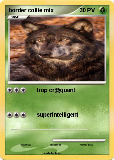 Pokemon border collie mix