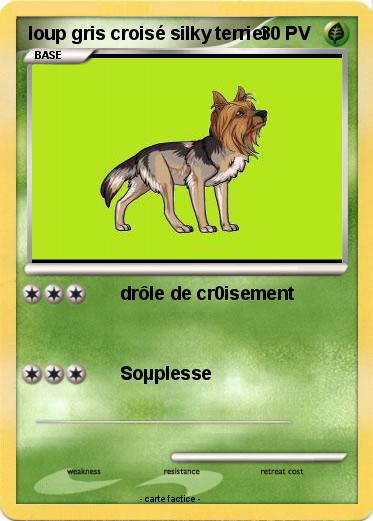 Pokemon loup gris croisé silky terrier