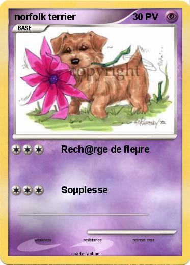 Pokemon norfolk terrier