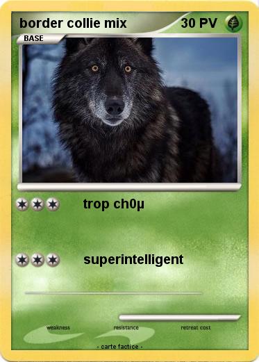 Pokemon border collie mix