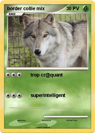 Pokemon border collie mix