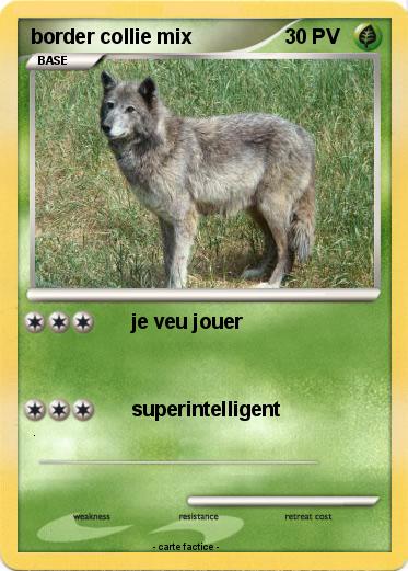 Pokemon border collie mix