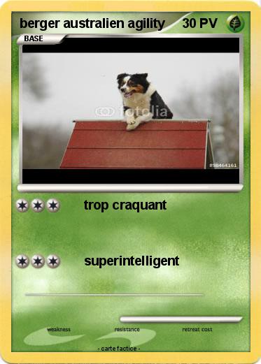 Pokemon berger australien agility