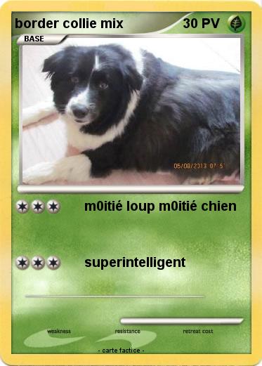 Pokemon border collie mix
