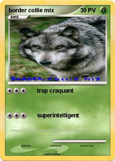 Pokemon border collie mix