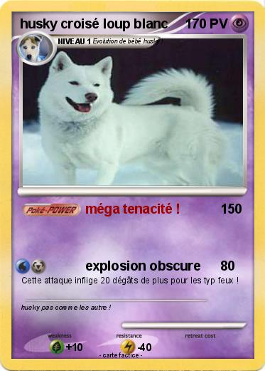 Pokemon husky croisé loup blanc
