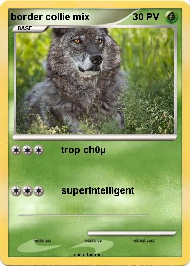 Pokemon border collie mix