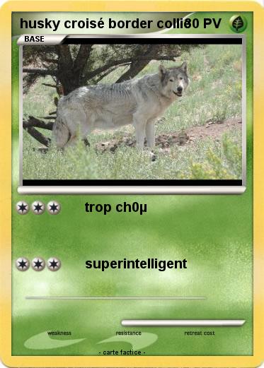 Pokemon husky croisé border collie