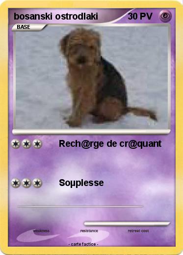 Pokemon bosanski ostrodlaki