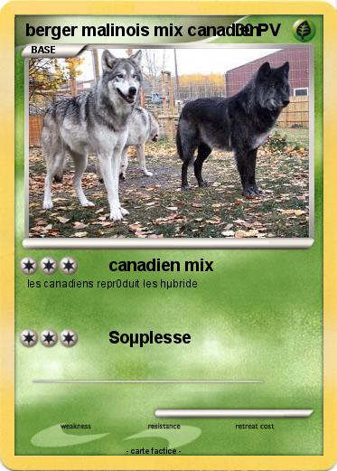 Pokemon berger malinois mix canadien