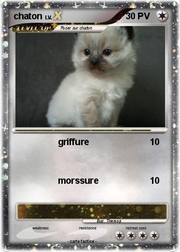 Pokemon chaton