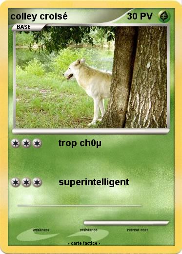 Pokemon colley croisé