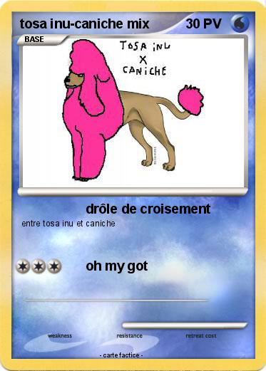 Pokemon tosa inu-caniche mix
