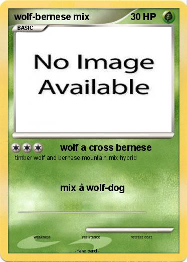 Pokemon wolf-bernese mix
