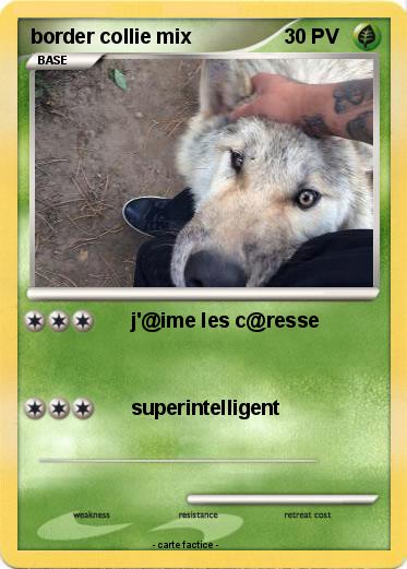 Pokemon border collie mix