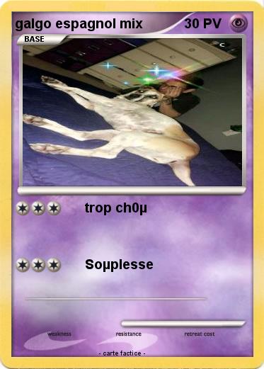 Pokemon galgo espagnol mix