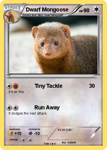Pokemon Dwarf Mongoose