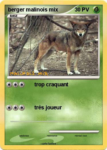 Pokemon berger malinois mix