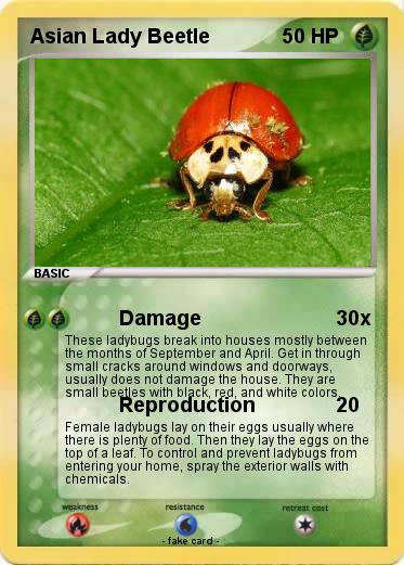 Pokemon Asian Lady Beetle