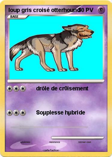Pokemon loup gris croisé otterhound