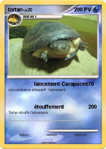 Pokemon tortan