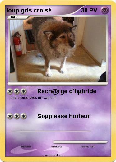 Pokemon loup gris croisé