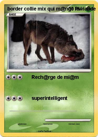 Pokemon border collie mix qui m@nge la viande