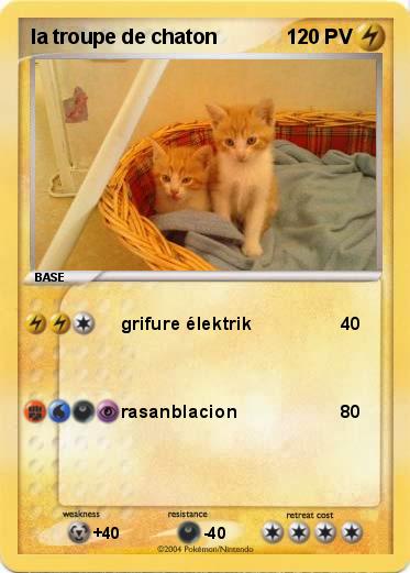 Pokemon la troupe de chaton