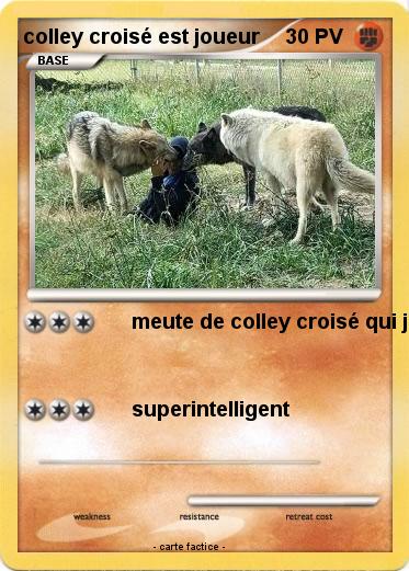 Pokemon colley croisé est joueur