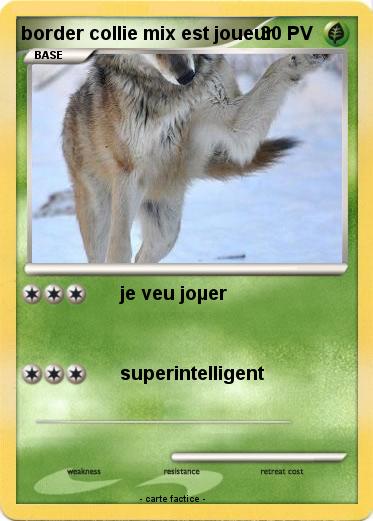 Pokemon border collie mix est joueur