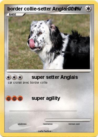 Pokemon border collie-setter Anglais mix