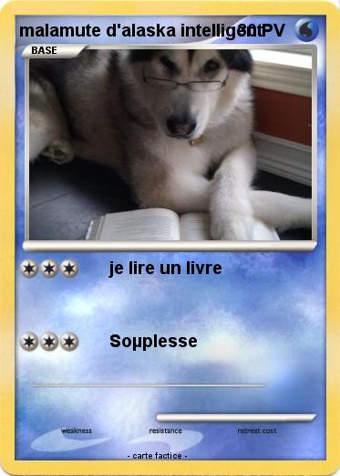 Pokemon malamute d'alaska intelligent