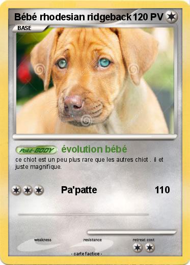 Pokemon Bébé rhodesian ridgeback