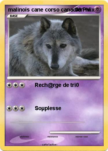 Pokemon malinois cane corso canadien mix