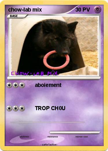 Pokemon chow-lab mix