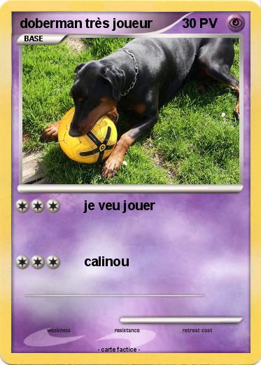 Pokemon doberman très joueur