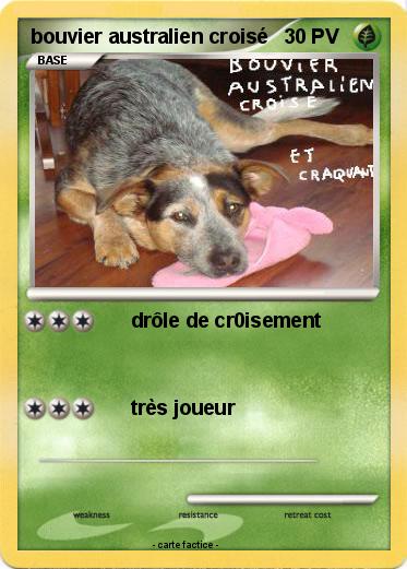 Pokemon bouvier australien croisé