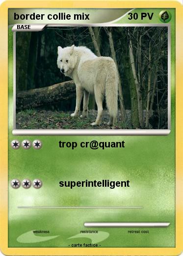 Pokemon border collie mix