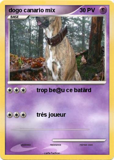 Pokemon dogo canario mix